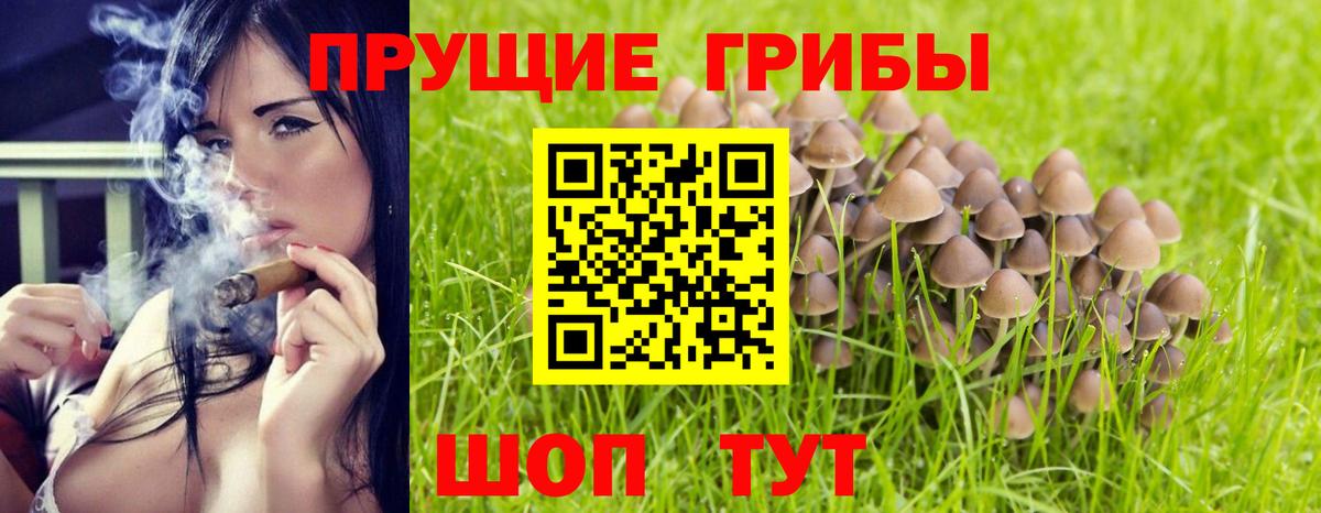 Галлюциногенные грибы GOLDEN TEACHER  Псилоцибиновые грибы Magic Shrooms  цены наркотик  Малгобек  Вход с VPN 